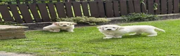 Golden Retriever dogs for sale: Male Cream golden retriever pup ready now - Advert 4