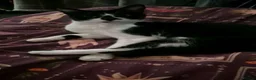 Mixed Breed cats for sale: 5 year old girl needs a home asap in South Shields - Advert 3