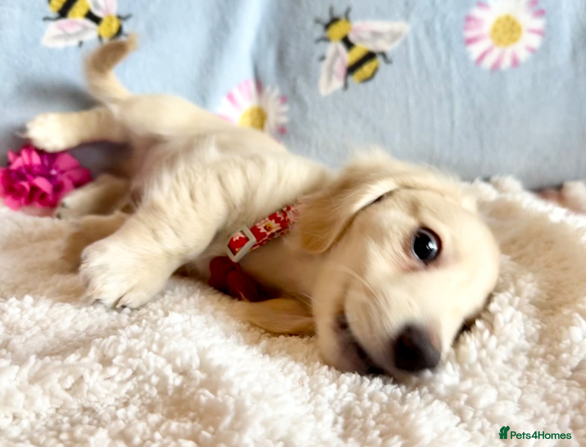 Miniature Dachshund dogs Cream long haired kc ready to go now - Advert 2
