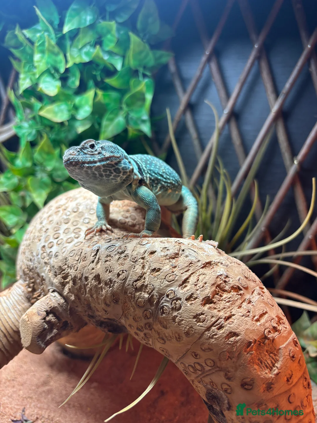 Lizard reptiles for sale: Male Eastern Collard Lizard  - Advert 2