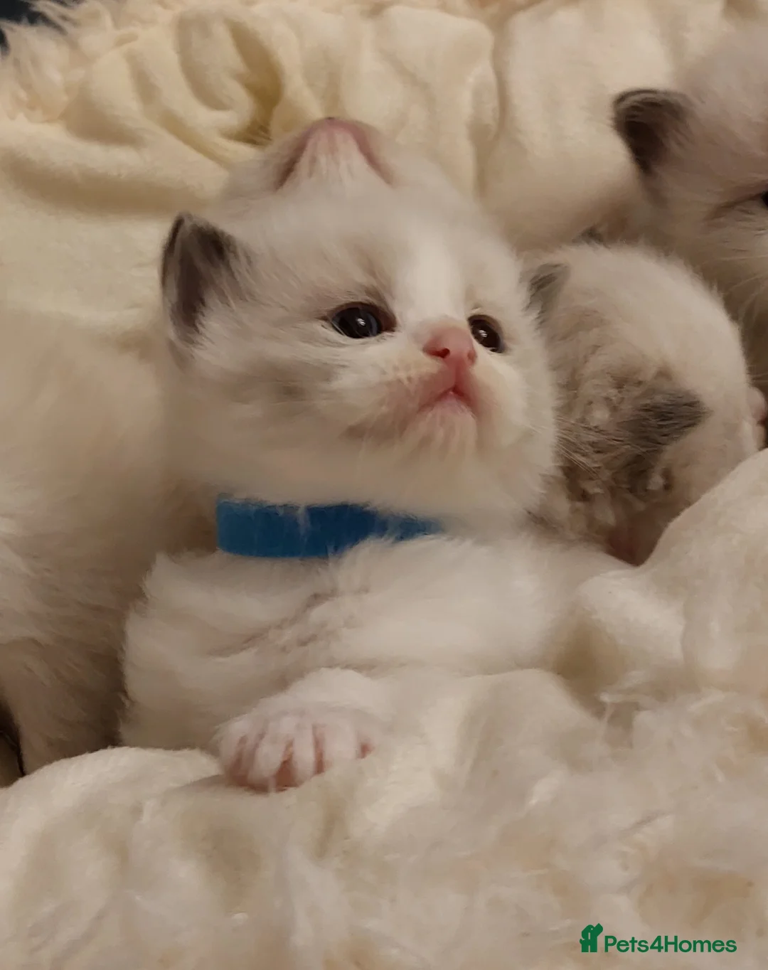 Ragdoll cats for sale: Beautiful Purebred Ragdoll Star-Quality Kittens - Advert 7
