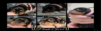 Pink Girl