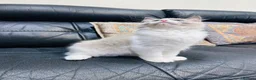 Ragdoll cats for sale:  Tica registered full pedigree ragdolls - Advert 13