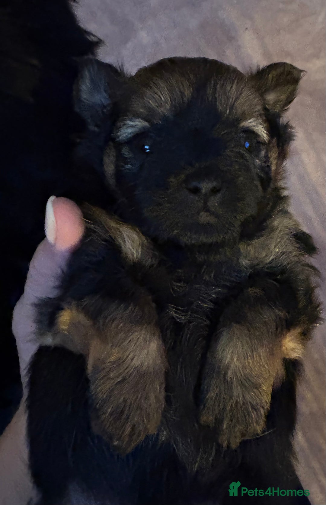 Mixed Breed dogs for sale: Stunning Toy Shihpoo Pom Puppies ready to reserve - Image 11
