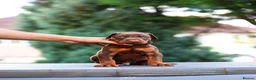 Dobermann dogs for stud: As featured on Animal Watch!🇷🇸 European doberman in Birmingham - Advert 5