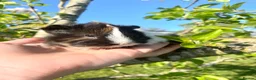 Guinea Pig rodents for sale: Guinea Pig Looking for their forever homes  - Advert 21