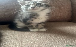 Mixed Breed cats for sale: Mixed breed kittens for sale, grey, brown  - Image 7