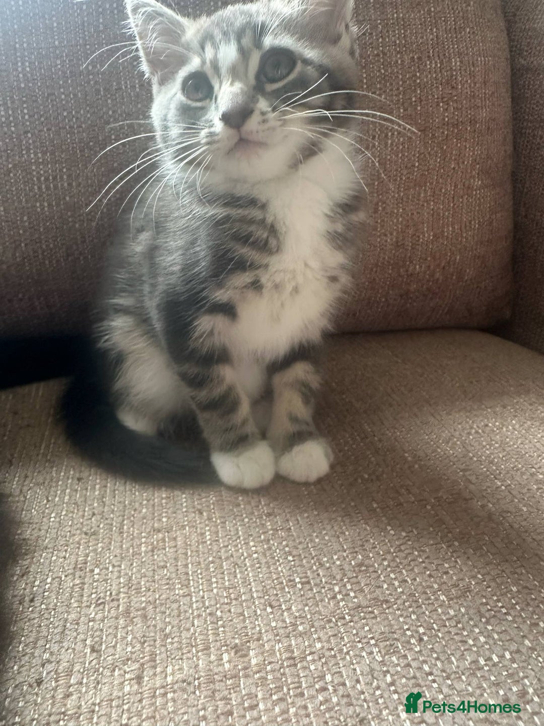 Mixed Breed cats for sale: Mixed breed kittens for sale, grey, brown  - Image 7