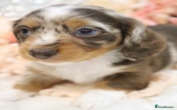 Miniature Dachshund dogs for sale: KC Miniature Dachshund Puppies - Advert 2