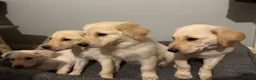 Mixed Breed dogs for sale: puppies - Advert 6