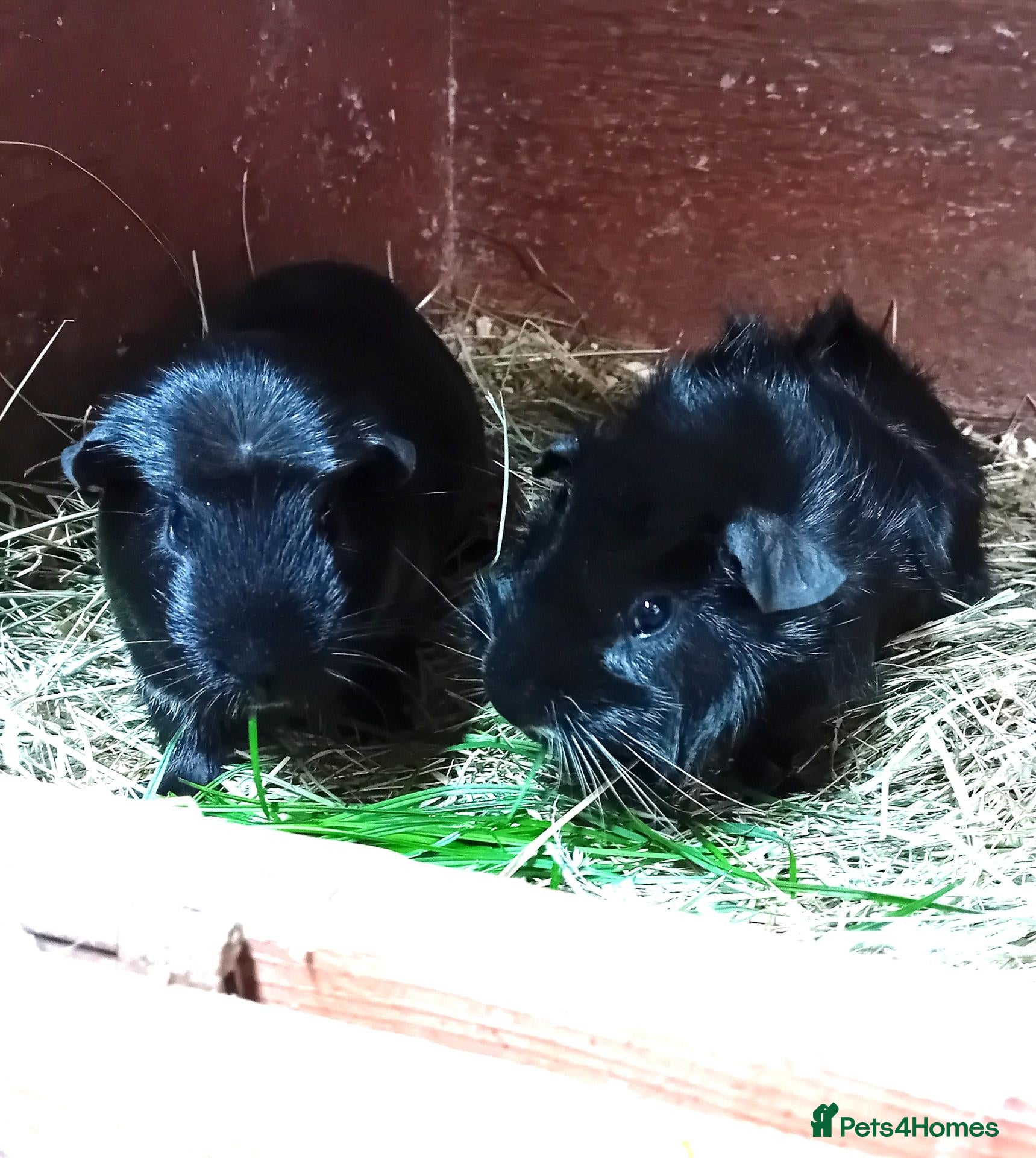 Guinea Pig rodents Tort and White. +  Black and white xbreeds.  - Advert 14