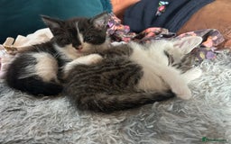 Mixed Breed cats for sale: 3 beautiful male kittens *READY NOW* - Image 4