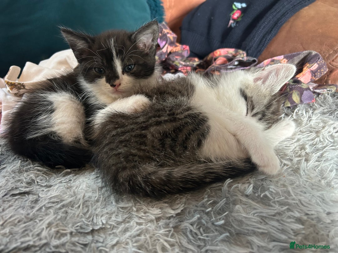 Mixed Breed cats for sale: 3 beautiful male kittens *READY NOW* - Image 4