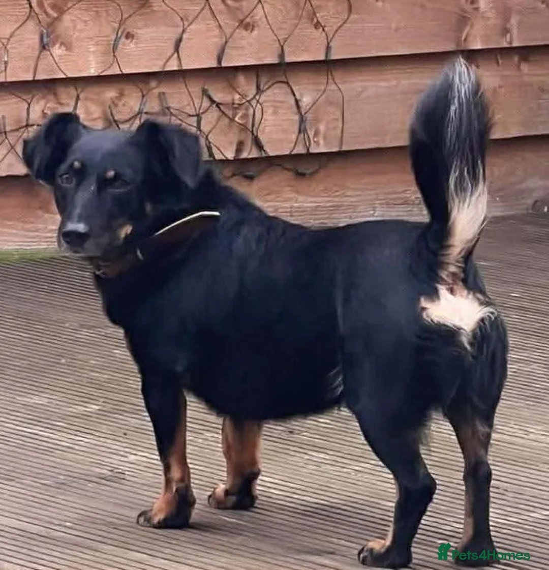 Mixed Breed dogs for adoption: Grand George - Advert 2