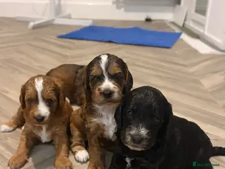 Cockapoo dogs Outstanding F1 show type miniature cockapoos - Advert 3