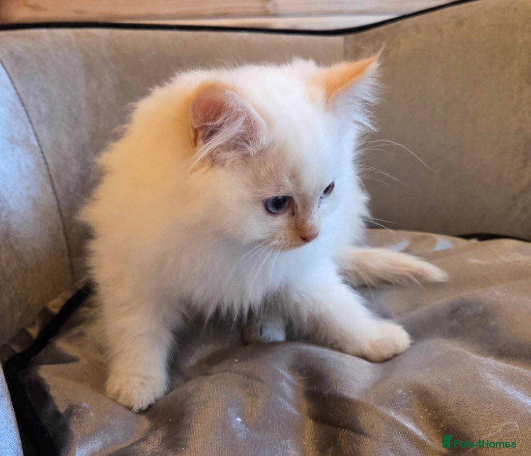 Ragdoll cats for sale: Flame boy Ragdoll kitten - Advert 10