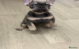 French Bulldog dogs for sale: Beautiful female frenchie  - Image 6
