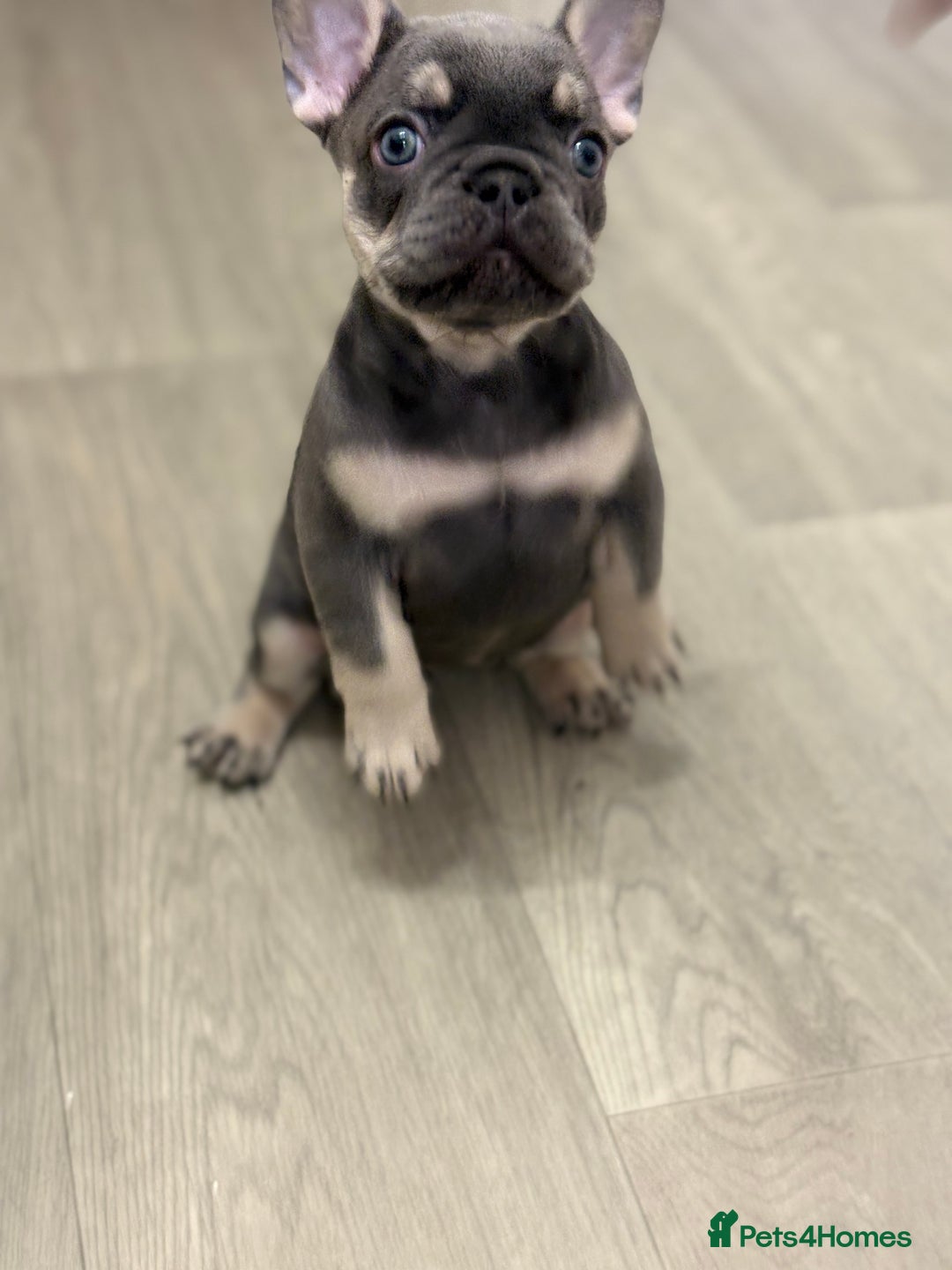 French Bulldog dogs for sale: Beautiful female frenchie  - Image 6