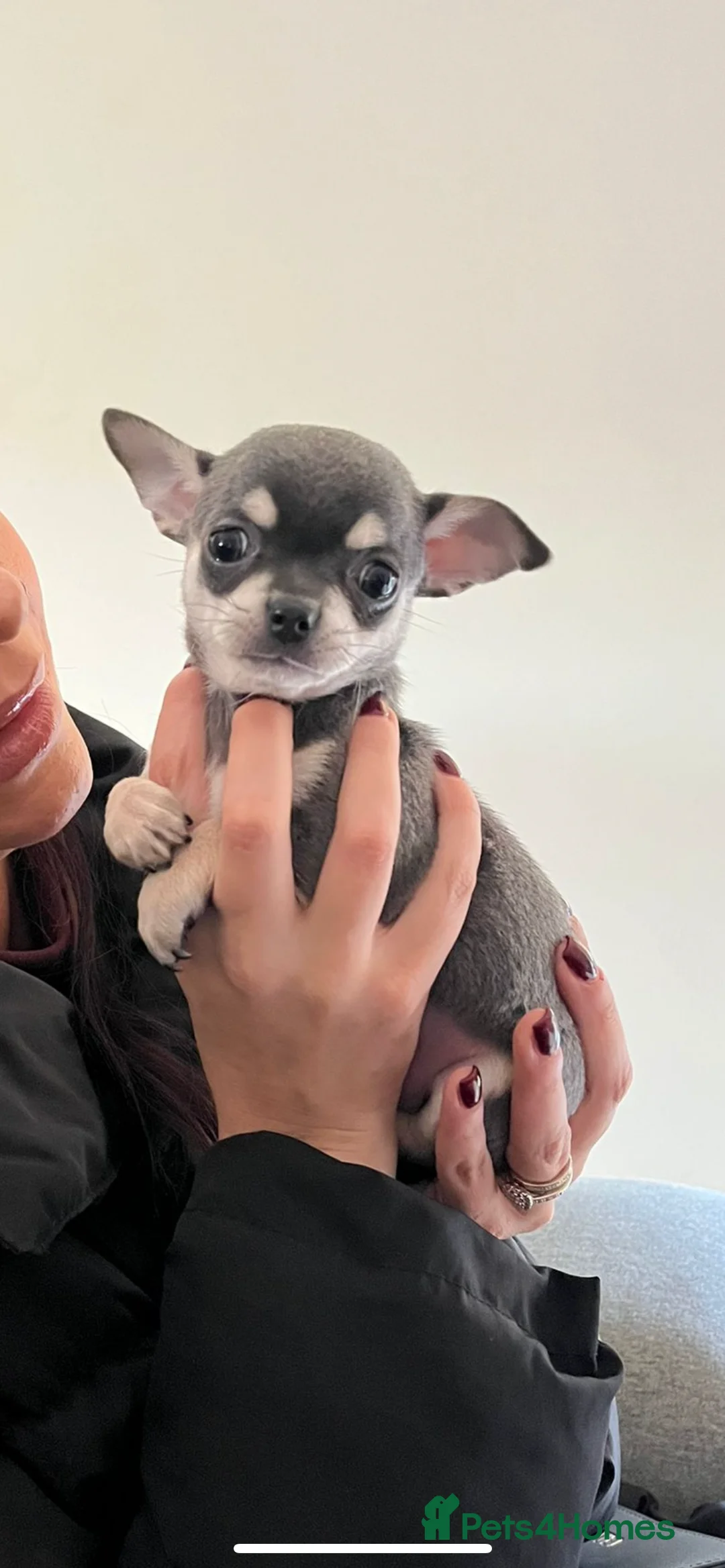 Chihuahua dogs for sale: Lilac and tan female chihuahua - Advert 5