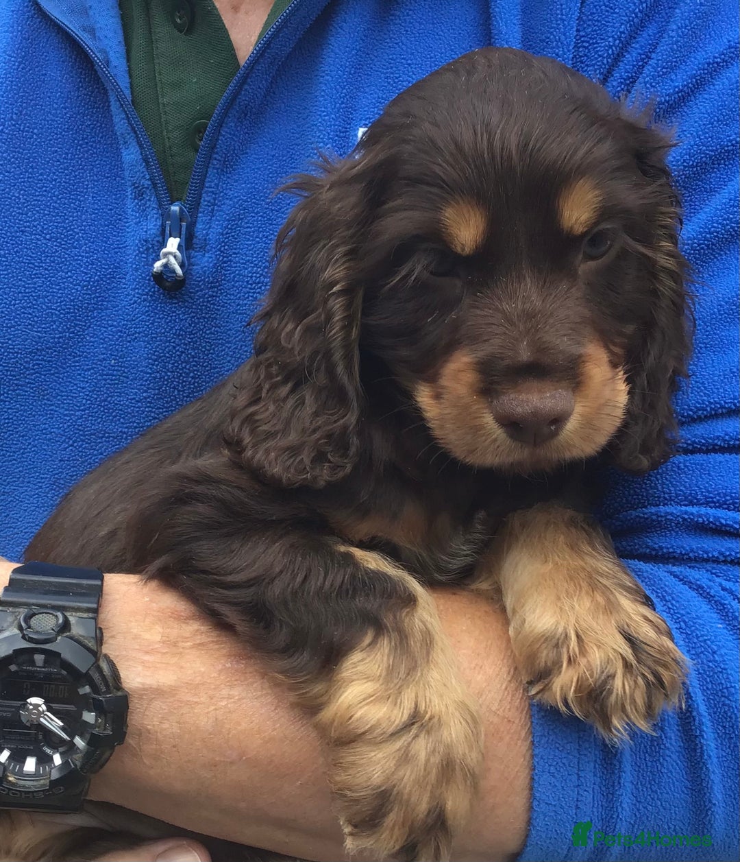 Cocker Spaniel dogs for stud: MERLIN…FOR STUD ONLY - Advert 10