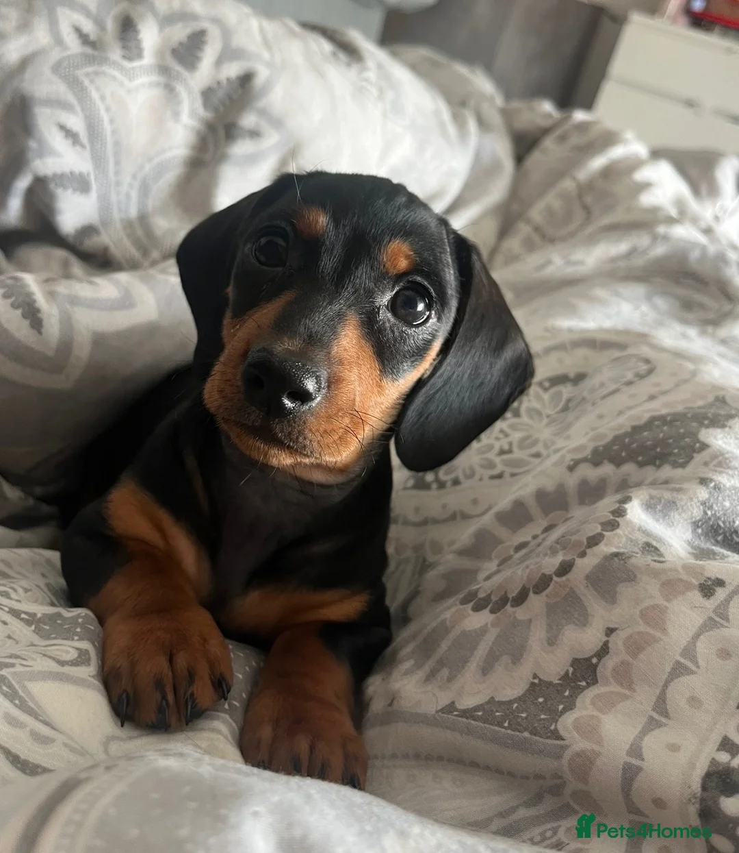 Miniature Dachshund dogs for sale: 6 Beautiful Mini Dachshund Boys! in Lanark - Advert 12