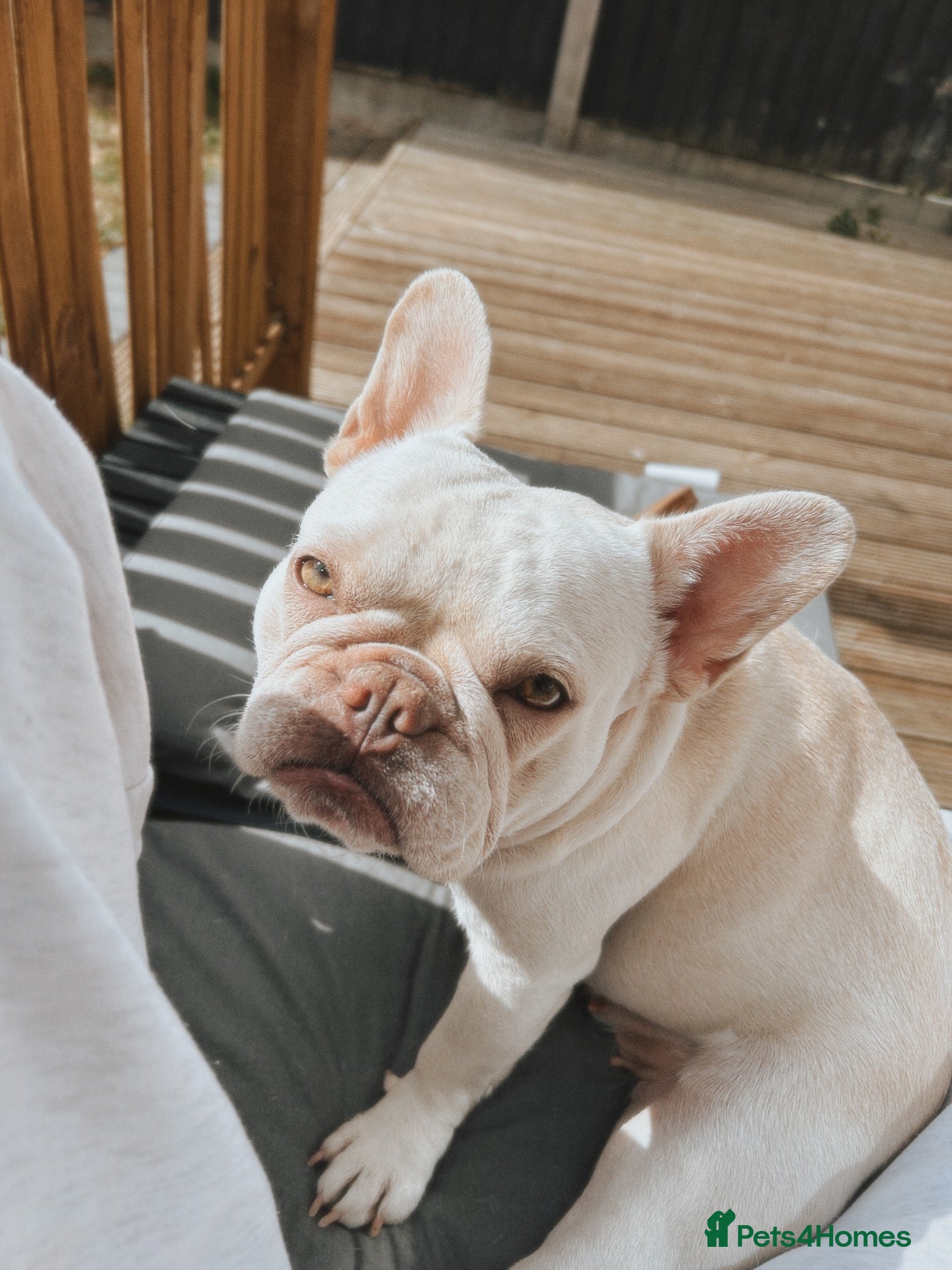 French Bulldog dogs Suki looking for her forever home - Advert 1
