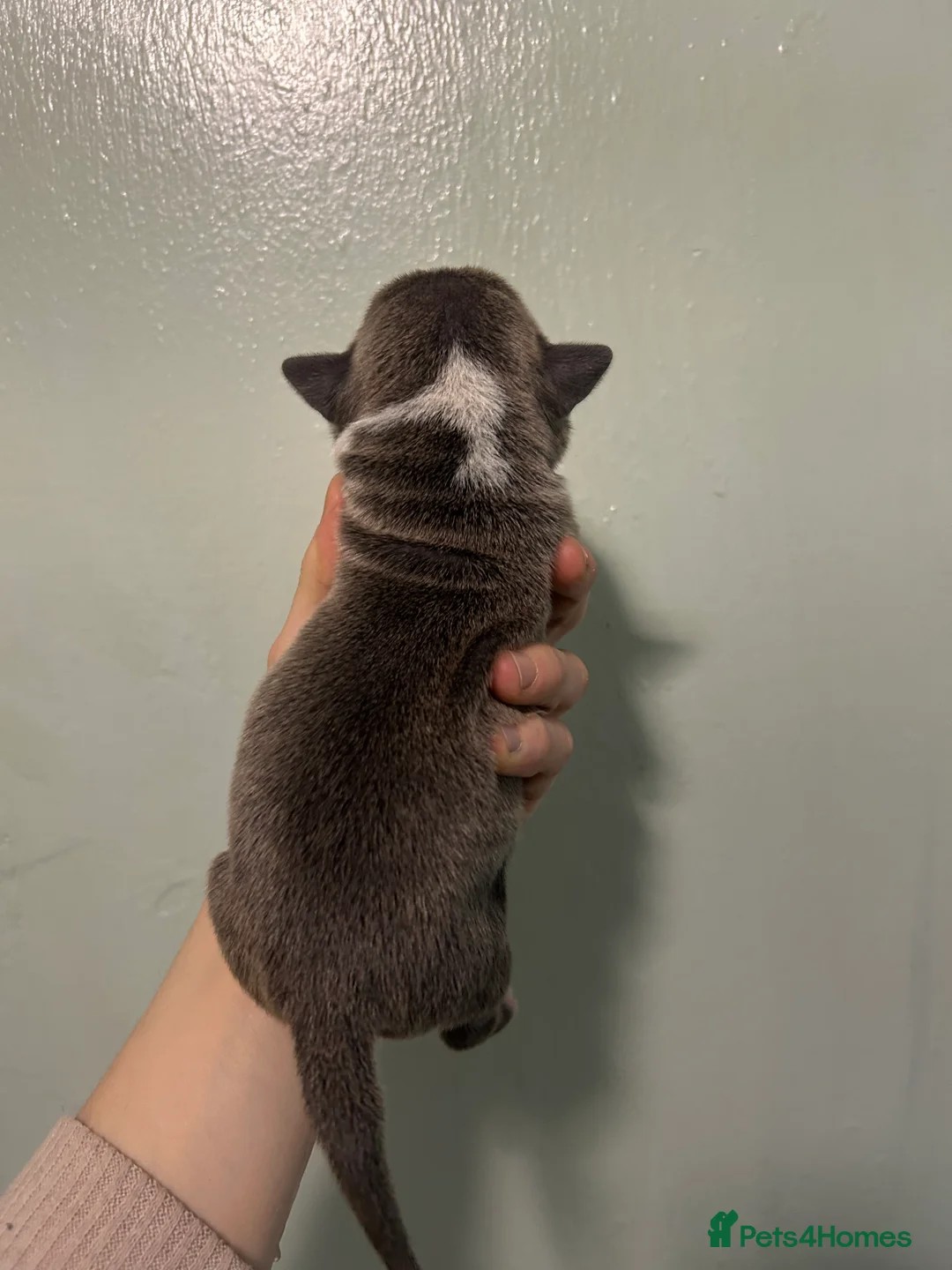 Staffordshire Bull Terrier dogs for sale: Staffordshire bull terrier puppies  - Advert 15