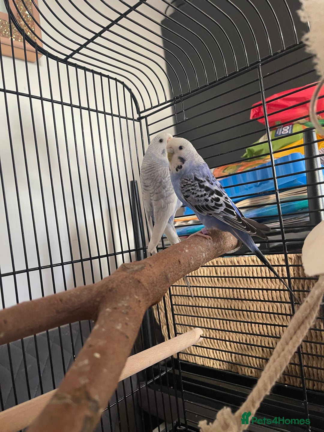 Budgerigars birds for sale: Budgies - Image 2