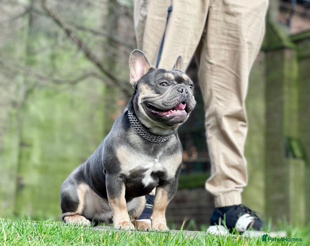 French Bulldog dogs for stud: Best producer known around  in Leigh - Image 5