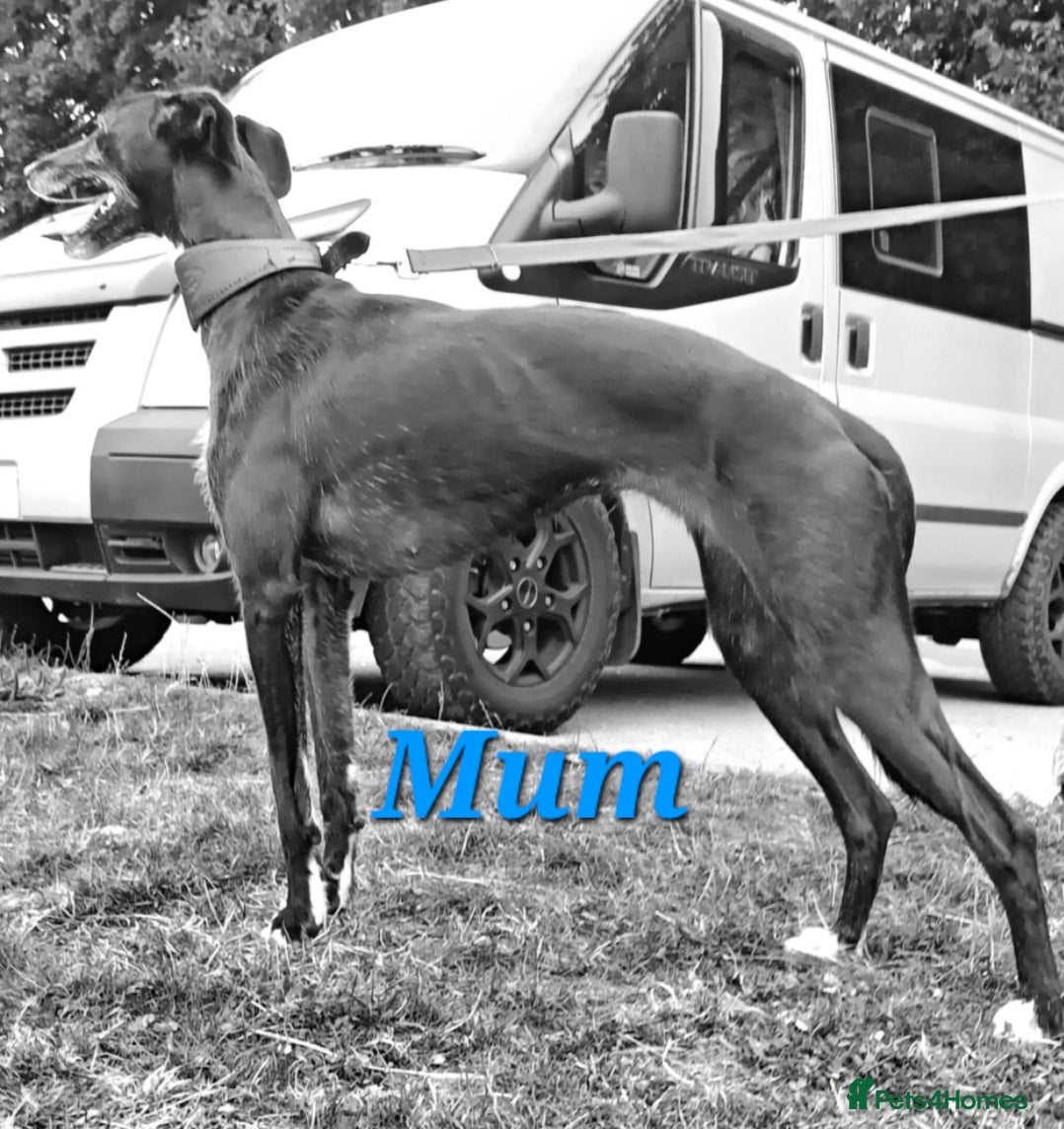 Lurcher dogs Lurcher Pups. ALL REHOMED. - Advert 1