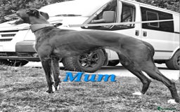 Lurcher dogs for sale: Lurcher Pups - Image 6