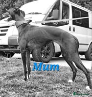 Lurcher dogs Lurcher Pups - Advert 6