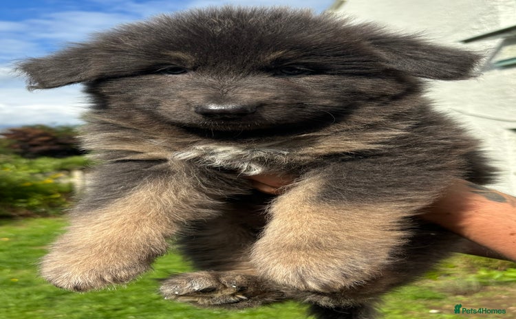 German Shepherd dogs - Advert 2