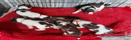 English Springer Spaniel dogs for sale: 3 Springer Boys available  - Advert 20