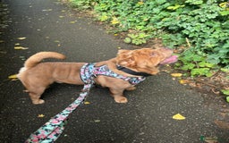 Mixed Breed dogs for sale: Hank  - Image 3