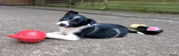 Border Collie dogs for sale: QUALITY BORDER COLLIE PUPPIES CHAMPION LINES in Cardiff - Advert 4
