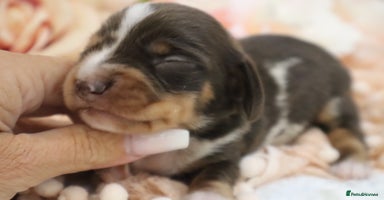 Miniature Dachshund dogs - Advert 2