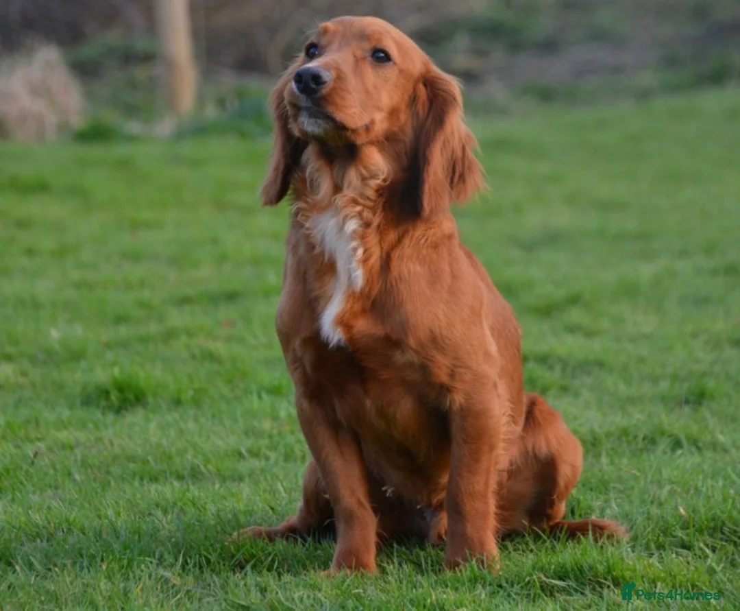 Cocker Spaniel dogs for stud: Attractive, proven red cocker spaniel stud dog in Bristol - Advert 2