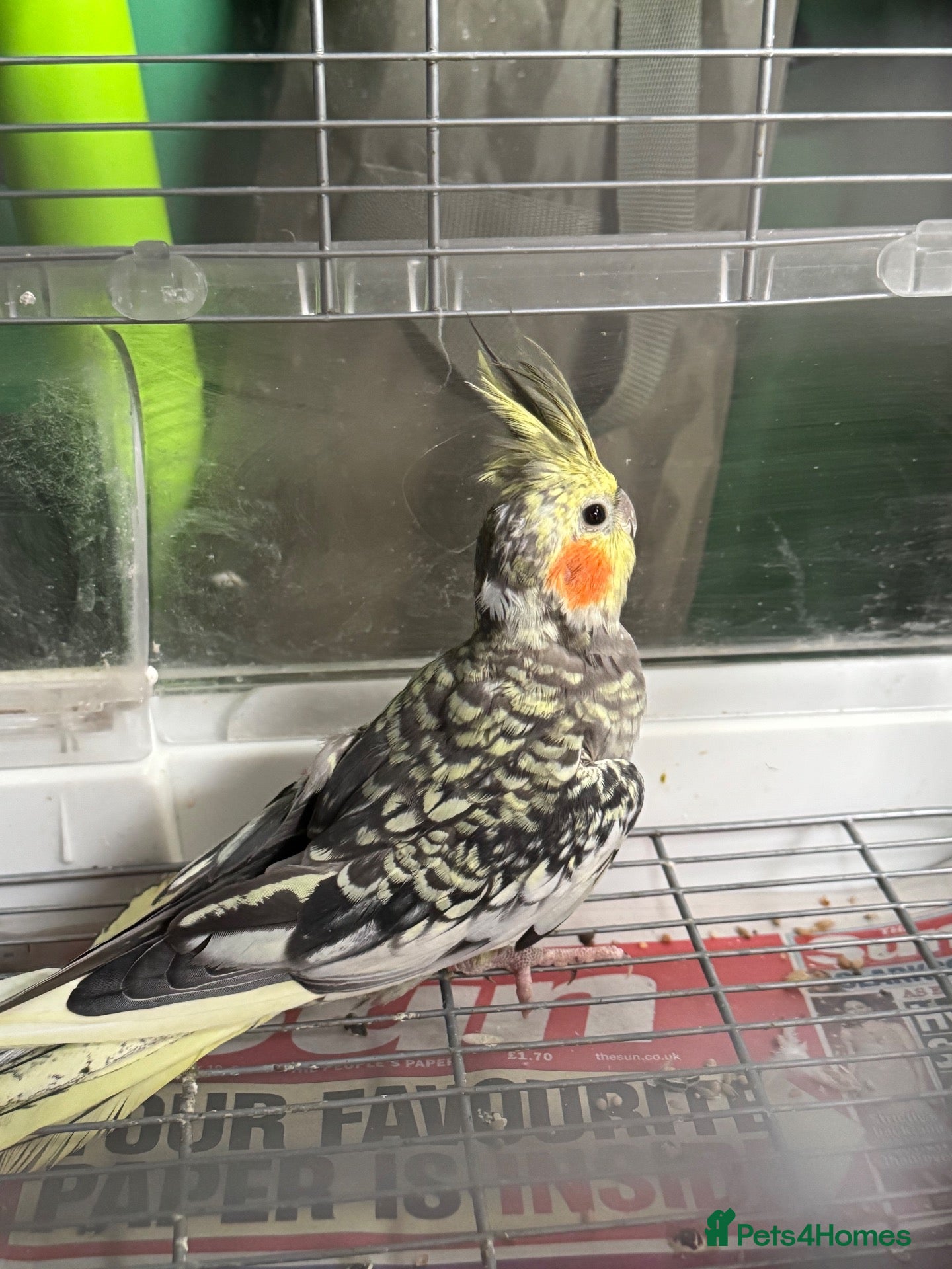 Cockatiels birds for sale: Baby cockatiel 8 weeks old  - Advert 1