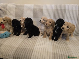 Goldendoodle dogs Goldendoodles - Advert 4