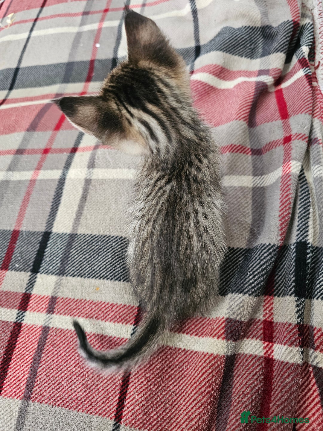 Savannah cats for sale: F4 Savannah Kittens 3x Brown Spotted 2x Melanistic - Image 9