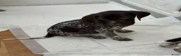 German Shorthaired Pointer dogs for sale: German shorthaired pointers  - Advert 16