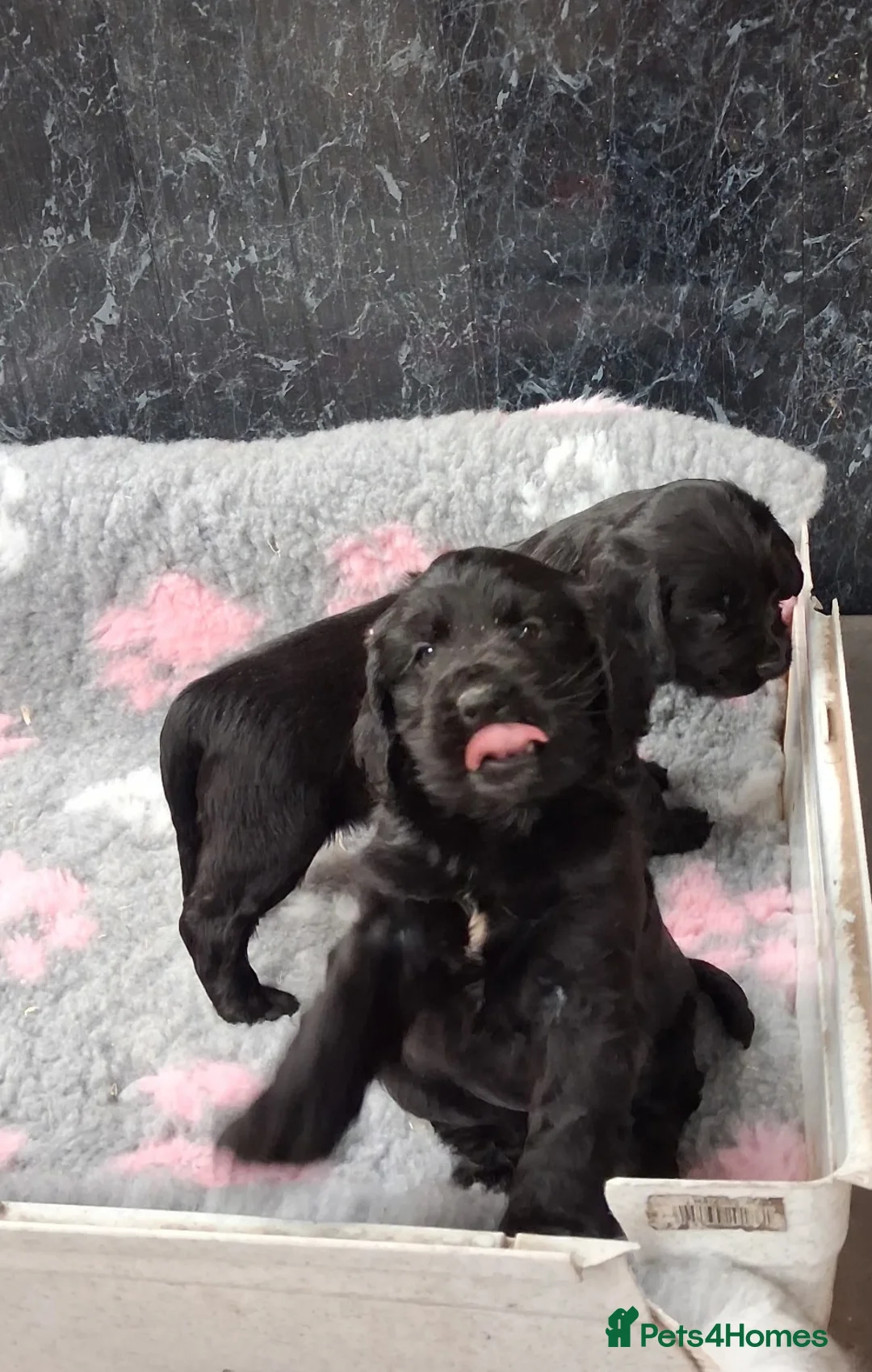Cocker Spaniel dogs for sale: Beautiful Cocker pups for sale in Neath - Advert 2