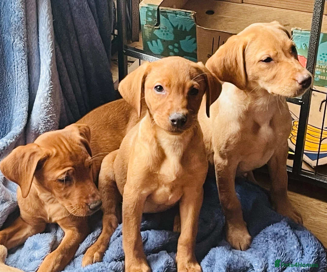 Labrador Retriever dogs for sale: Stunning Labrador Retriever Puppies - Advert 1