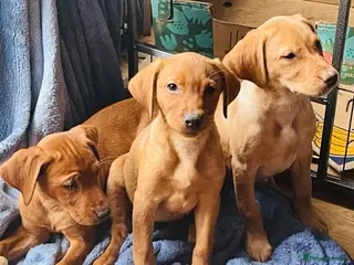 Labrador Retriever dogs Stunning Labrador Retriever Puppies - Advert 1