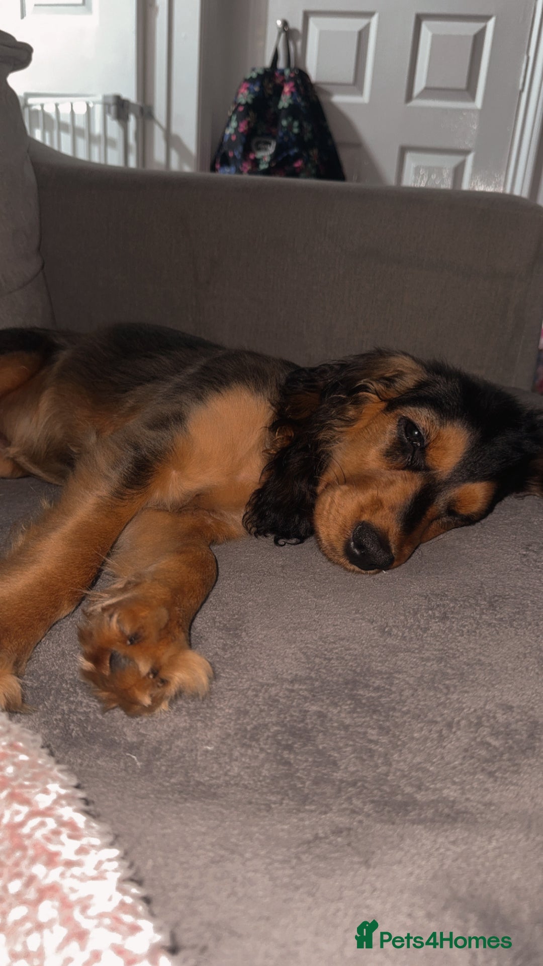 Cocker Spaniel dogs for sale: Cocker spaniel puppy  - Image 2