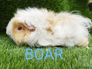 Guinea Pig rodents 3 Girls 1 Boy Abyssinian 2 BOYS all young babies - Advert 15