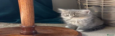 Scottish Fold 2