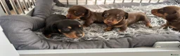 Miniature Dachshund dogs for sale: 4x male full kc minature smooth haired  in Bristol - Advert 4