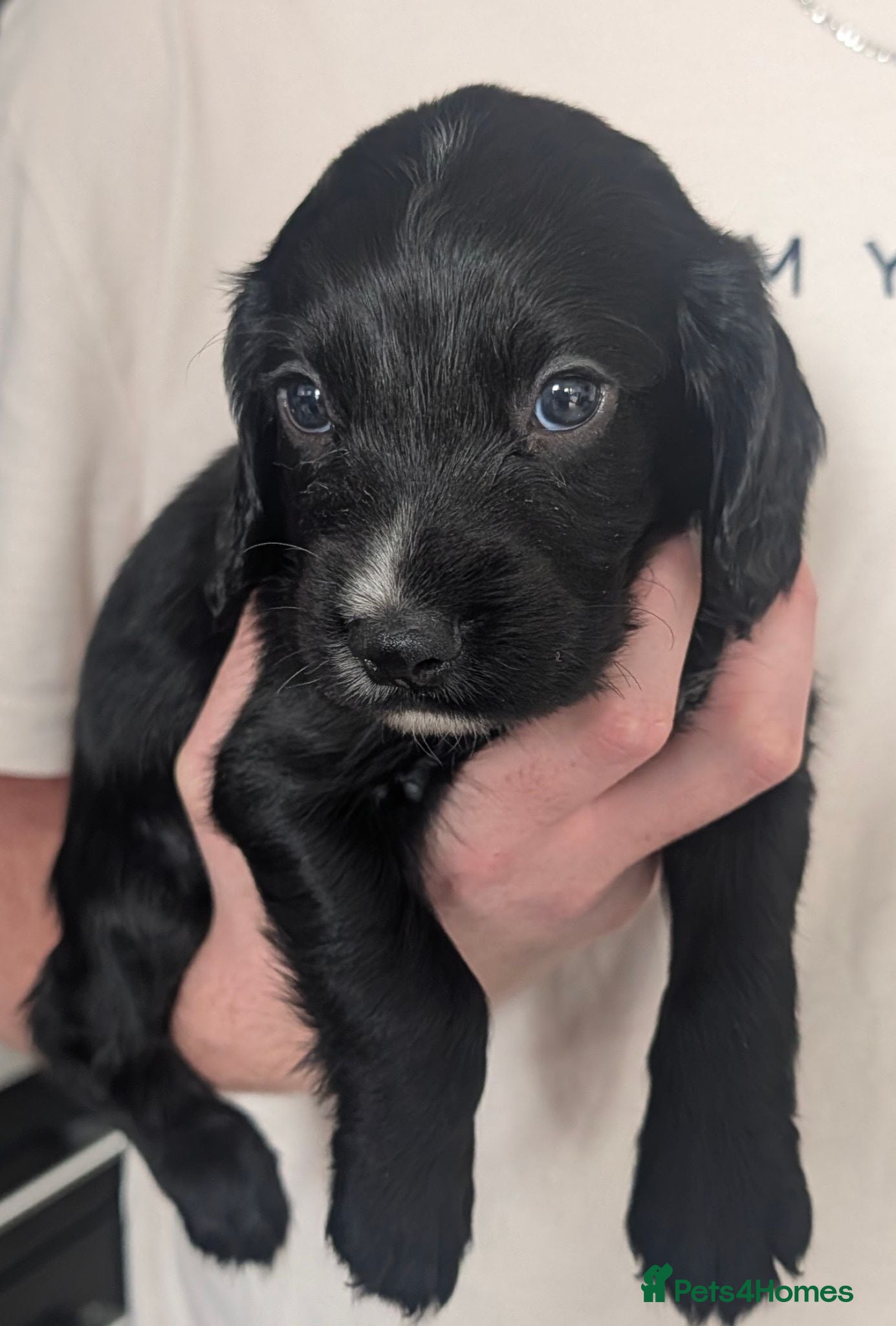 Cocker Spaniel dogs Beautiful black working cocker spaniels - Advert 4